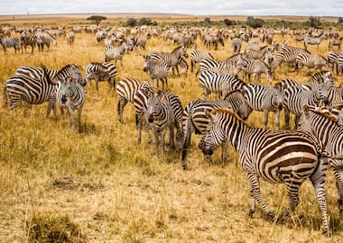 Kenya Wildlife Safari Plan - Premium